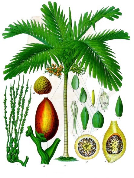 areca palm